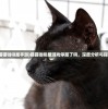 (猫猫咖啡屋手游)猫猫咖啡屋游戏停服了吗，深度分析与探讨