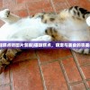 (猫咪糕点师图片漫画)猫咪糕点，萌宠与美食的完美结合