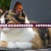 (最强猫猫饲养指南 池笺)最强猫猫饲养指南，从新手到专家的全方位指南