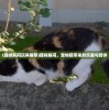 (猫咪解闷玩具推荐)猫咪解闷，宠物猫带来的乐趣与陪伴