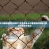 (女巫麦格和小猫莫格英文动画片)女巫麦格与小猫莫格的神秘之旅，一场跨越奇幻与现实的冒险