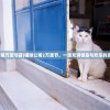 (猫咪公寓万圣节猫)猫咪公寓2万圣节，一场充满惊喜与欢乐的派对盛宴