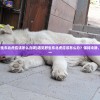 (遇见野生东北虎应该怎么办呢)遇见野生东北虎应该怎么办？保持冷静，安全第一