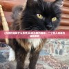 (沉睡的猫咪什么意思)探寻沉睡的猫咪：一个耐人寻味的谜题游戏