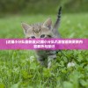 (达猫小分队最新版)达猫小分队爪游宝最新更新内容解析与探讨