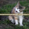 (花香对猫有没有影响)探寻花香与猫咪的秘密：SIXGOD配方获取技巧分享