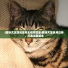 (猫咪天堂游戏家具全收集图鉴)猫咪天堂家具攻略，打造温馨猫舍