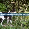 (猫之宿约者什么时候上线)猫之宿约者是否停服，深度分析与探讨