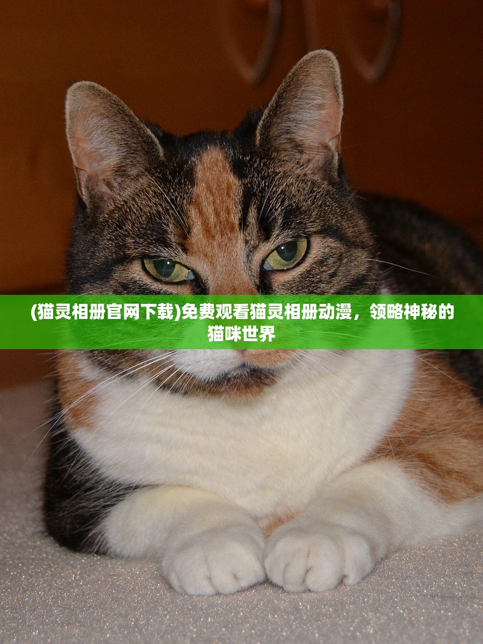 (猫灵相册官网下载)免费观看猫灵相册动漫，领略神秘的猫咪世界