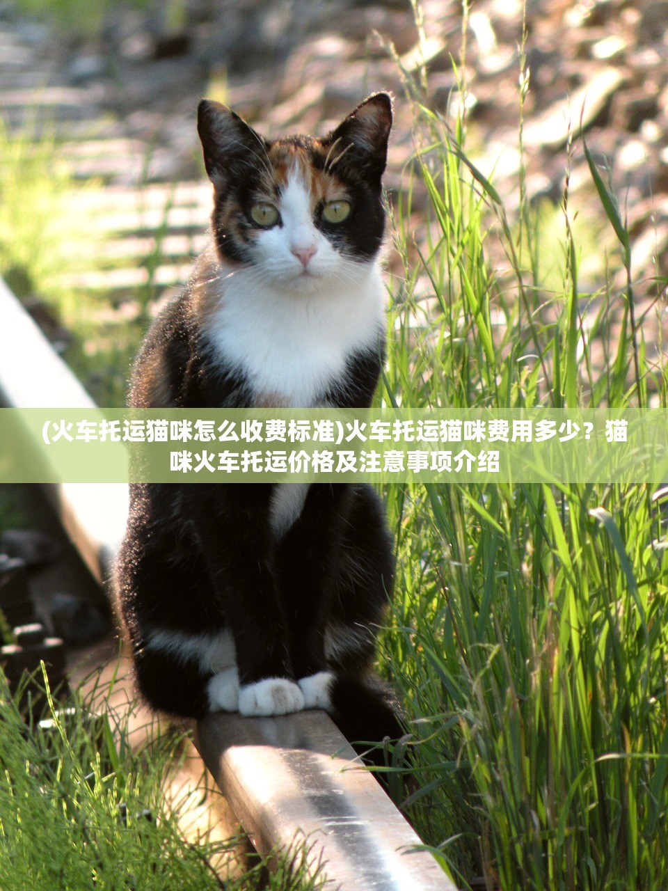 (火车托运猫咪怎么收费标准)火车托运猫咪费用多少？猫咪火车托运价格及注意事项介绍