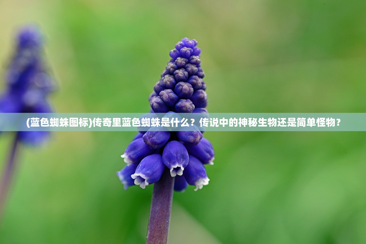 (蓝色蜘蛛图标)传奇里蓝色蜘蛛是什么？传说中的神秘生物还是简单怪物？