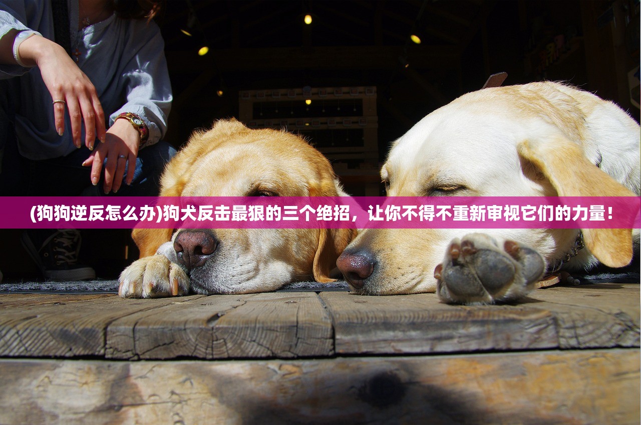 (狗狗逆反怎么办)狗犬反击最狠的三个绝招，让你不得不重新审视它们的力量！