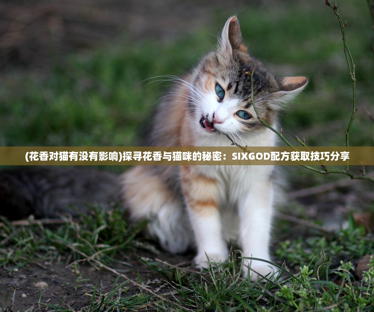 (花香对猫有没有影响)探寻花香与猫咪的秘密：SIXGOD配方获取技巧分享