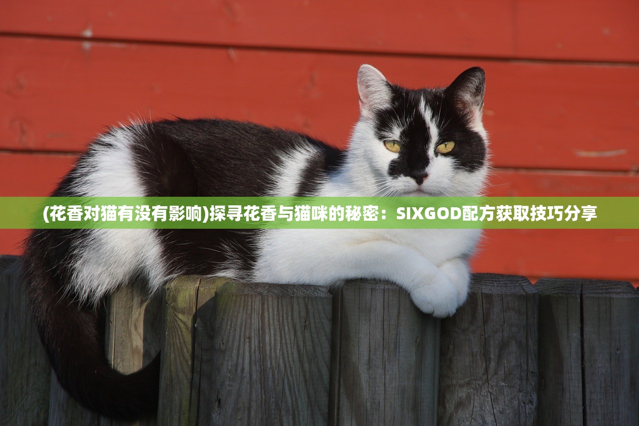 (花香对猫有没有影响)探寻花香与猫咪的秘密：SIXGOD配方获取技巧分享