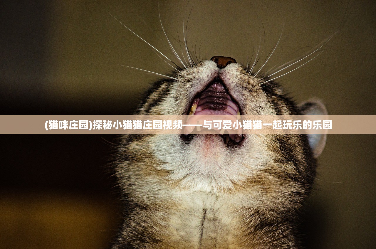 (猫咪庄园)探秘小猫猫庄园视频——与可爱小猫猫一起玩乐的乐园