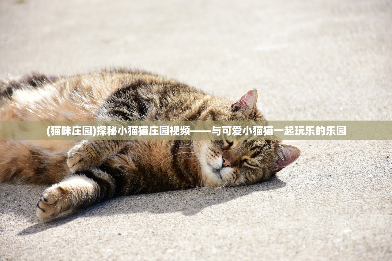 (猫咪庄园)探秘小猫猫庄园视频——与可爱小猫猫一起玩乐的乐园