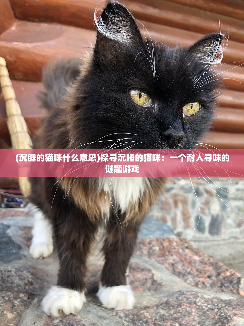 (沉睡的猫咪什么意思)探寻沉睡的猫咪：一个耐人寻味的谜题游戏