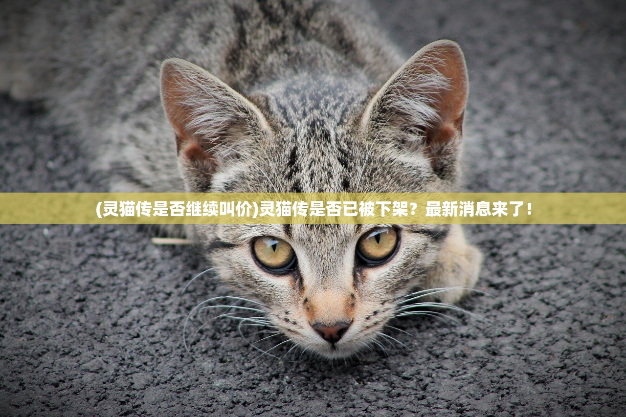 (灵猫传是否继续叫价)灵猫传是否已被下架？最新消息来了！