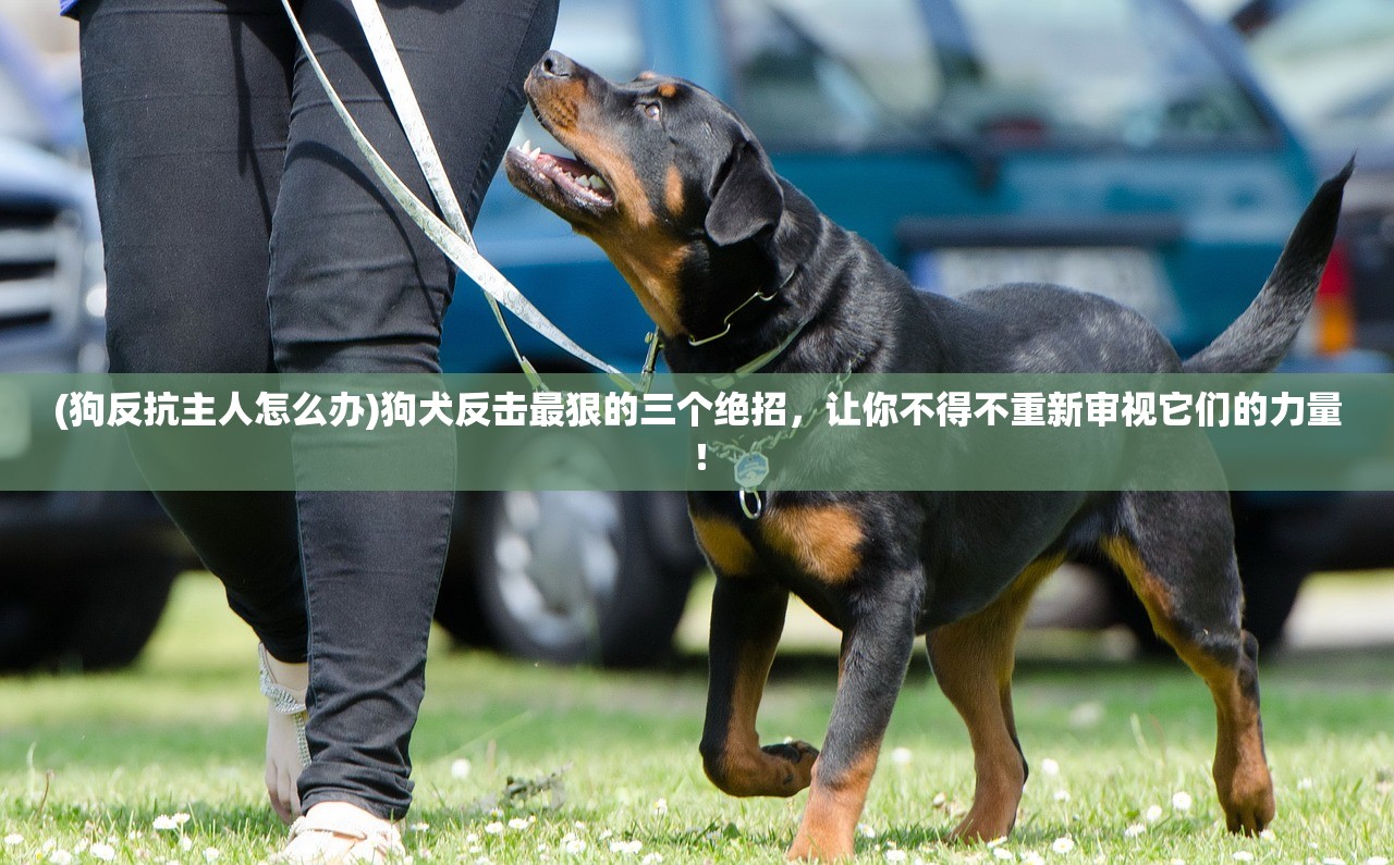 (狗反抗主人怎么办)狗犬反击最狠的三个绝招，让你不得不重新审视它们的力量！