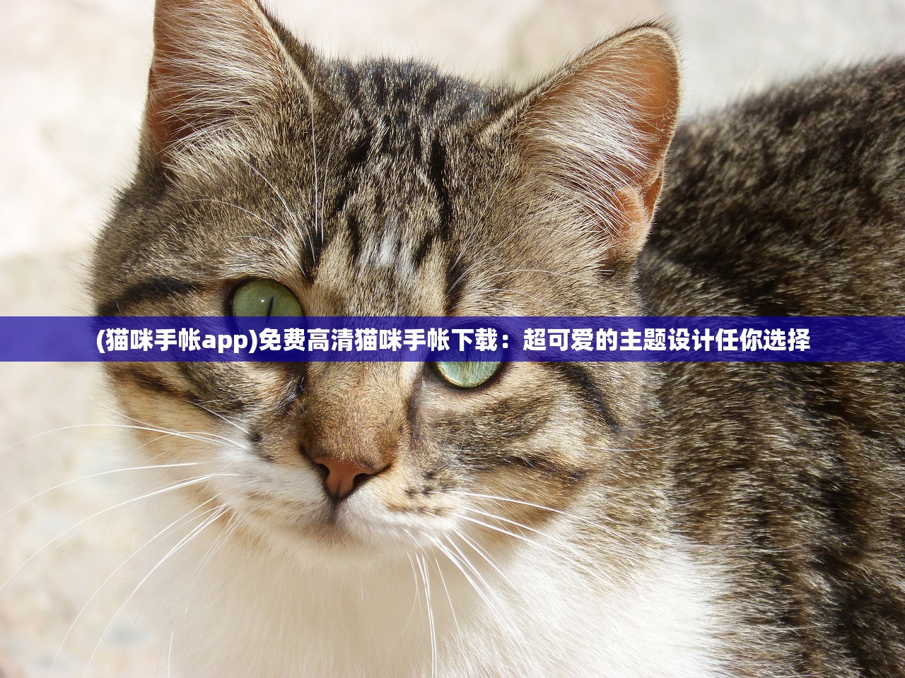 (猫咪手帐app)免费高清猫咪手帐下载：超可爱的主题设计任你选择