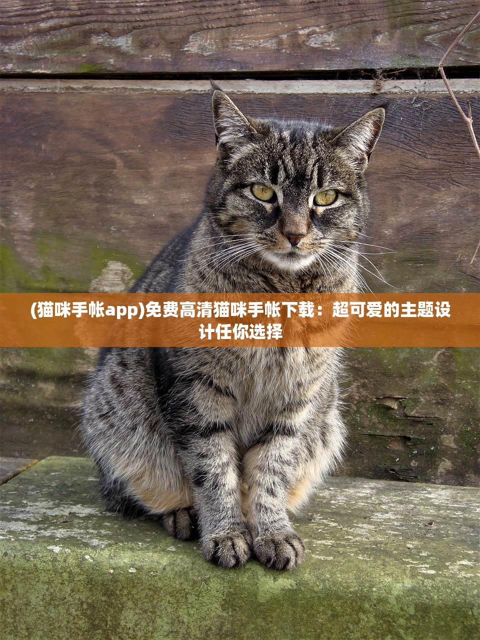 (猫咪手帐app)免费高清猫咪手帐下载：超可爱的主题设计任你选择