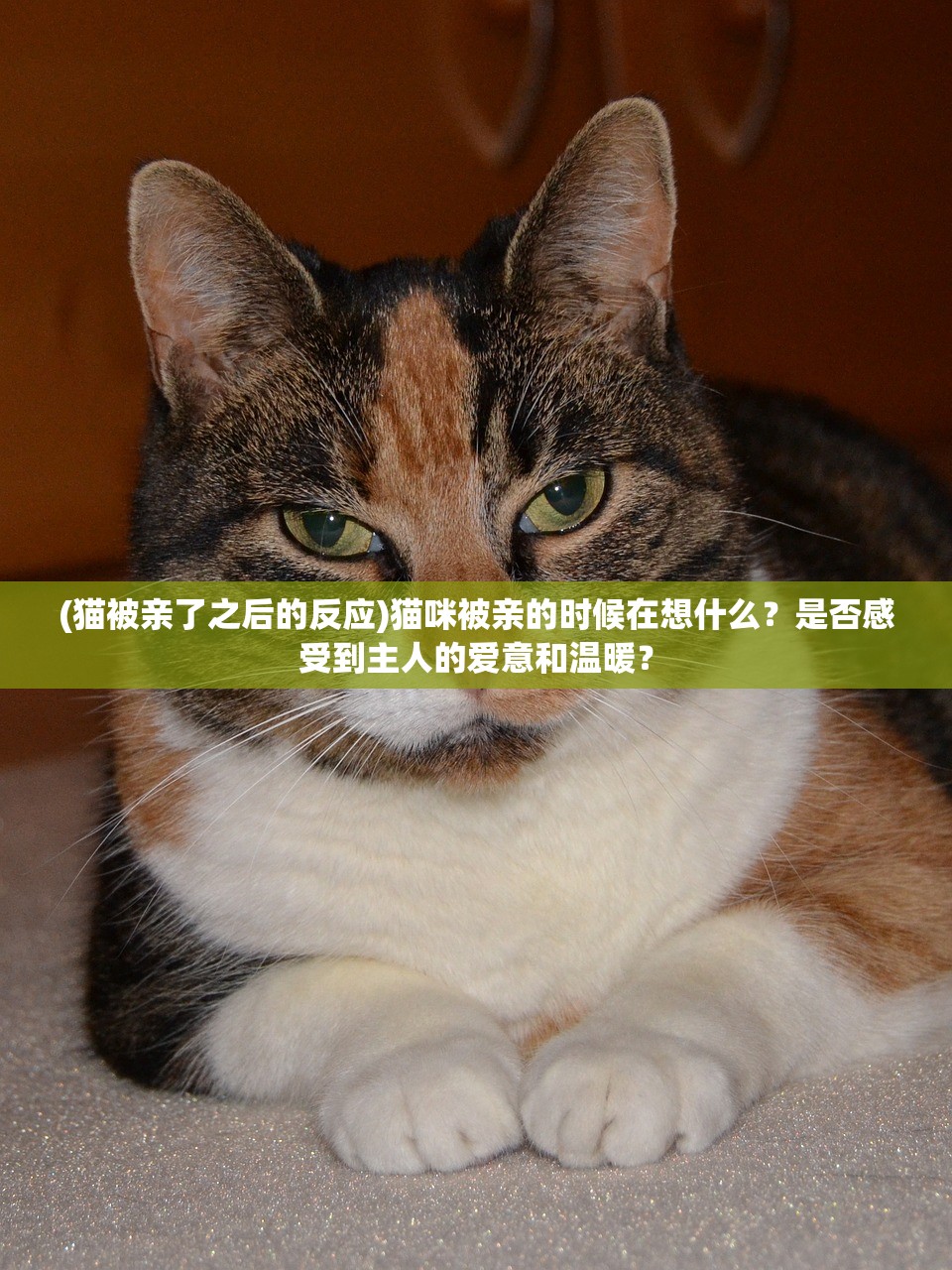 (猫被亲了之后的反应)猫咪被亲的时候在想什么？是否感受到主人的爱意和温暖？