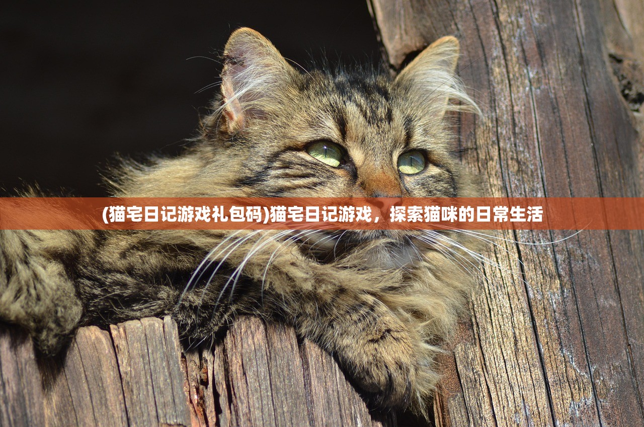 (猫宅日记游戏礼包码)猫宅日记游戏，探索猫咪的日常生活