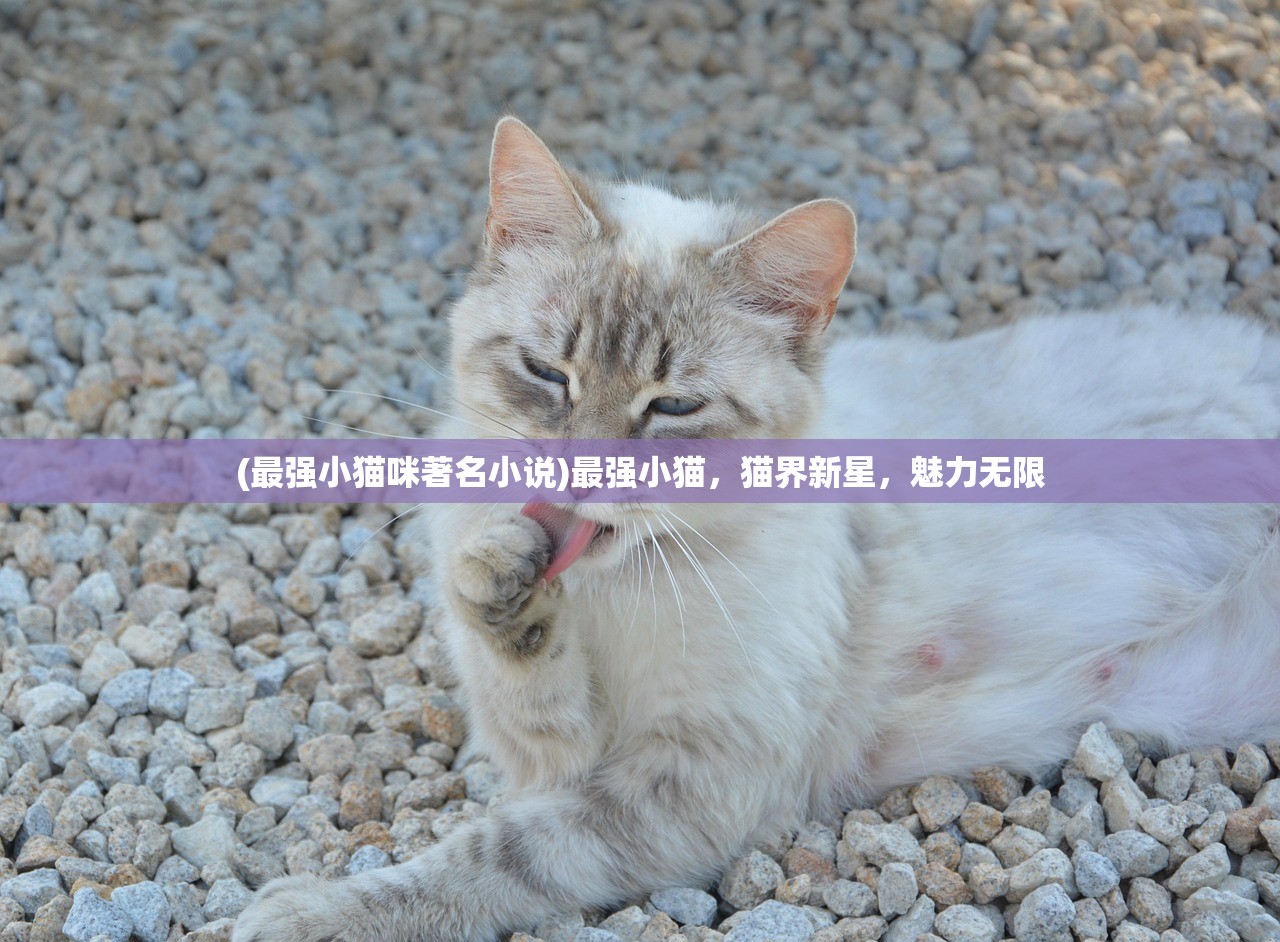 (最强小猫咪著名小说)最强小猫，猫界新星，魅力无限