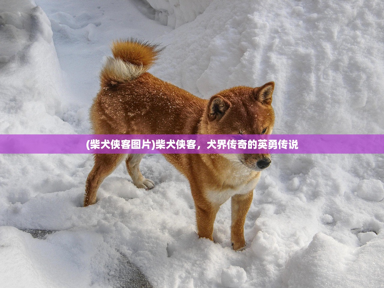 (柴犬侠客图片)柴犬侠客，犬界传奇的英勇传说