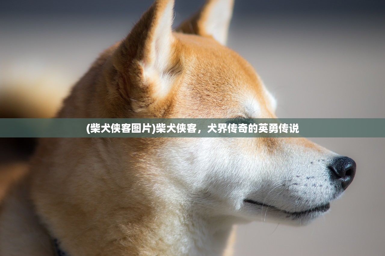 (柴犬侠客图片)柴犬侠客，犬界传奇的英勇传说