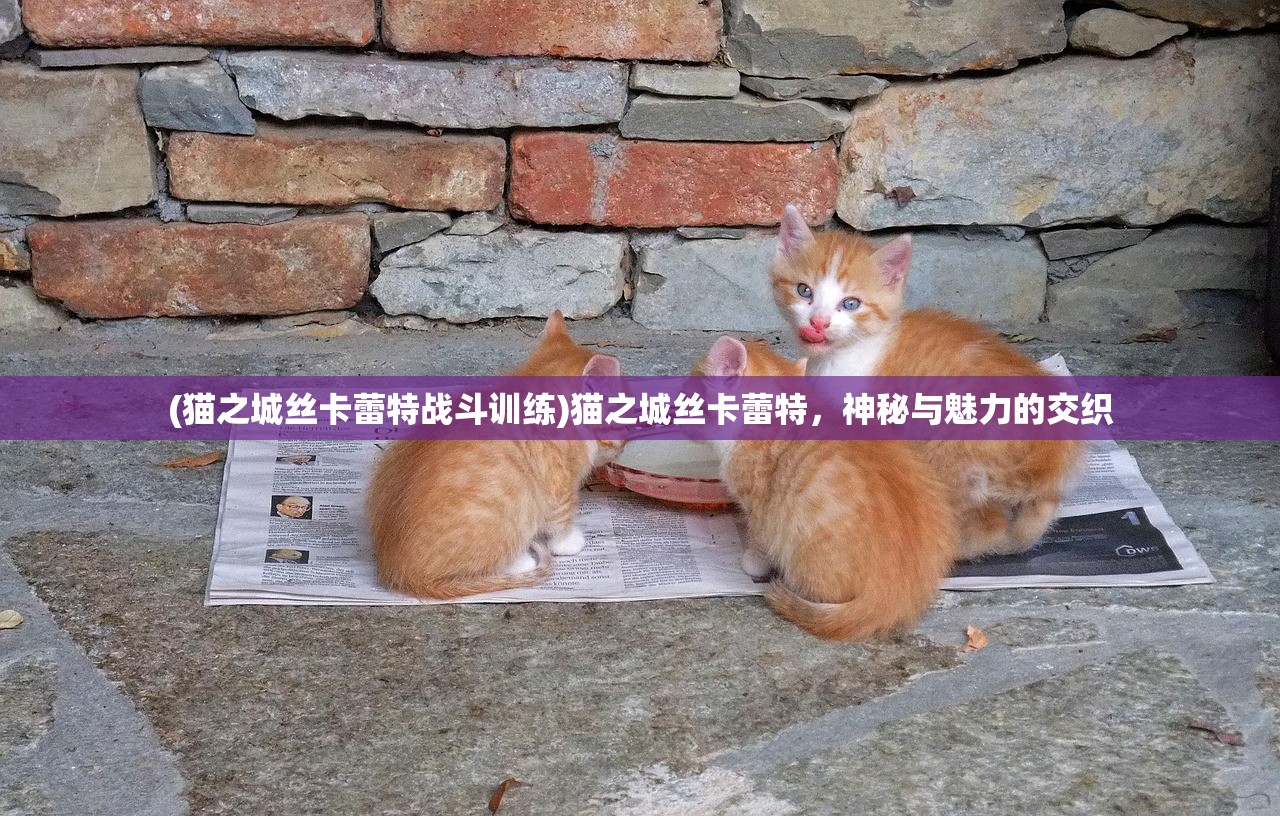 (猫之城丝卡蕾特战斗训练)猫之城丝卡蕾特，神秘与魅力的交织