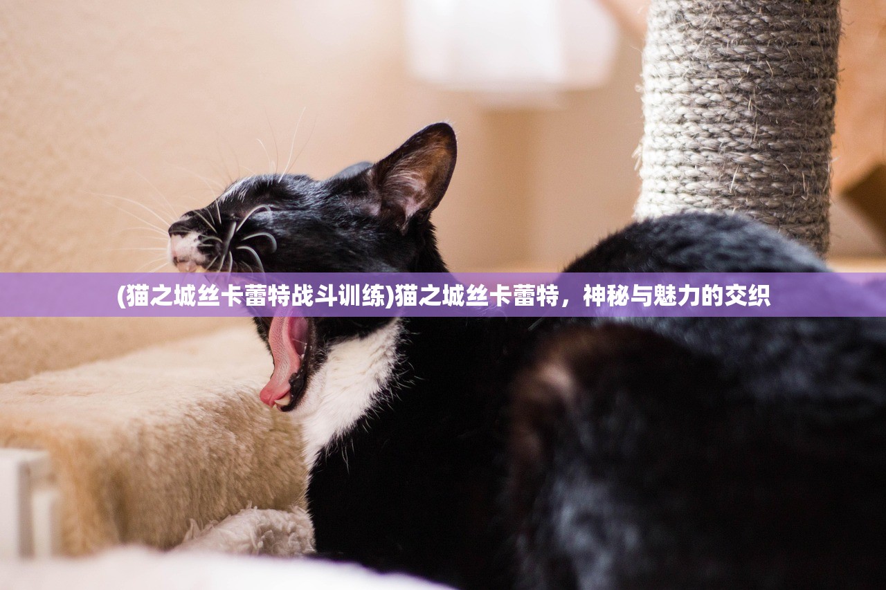 (猫之城丝卡蕾特战斗训练)猫之城丝卡蕾特，神秘与魅力的交织