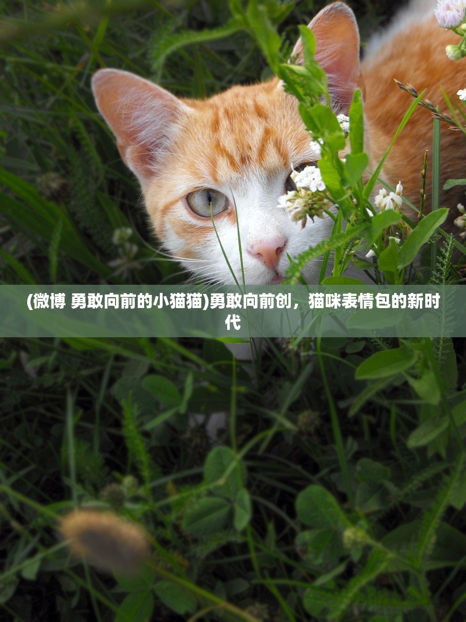 (微博 勇敢向前的小猫猫)勇敢向前创，猫咪表情包的新时代