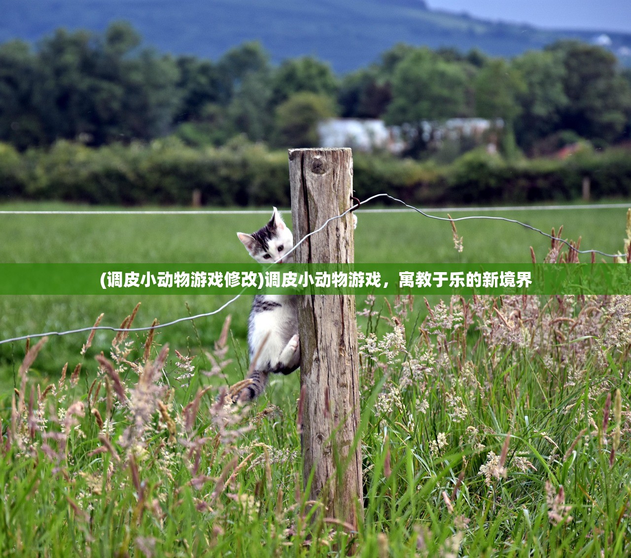 (调皮小动物游戏修改)调皮小动物游戏，寓教于乐的新境界