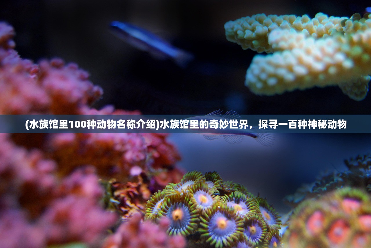 (水族馆里100种动物名称介绍)水族馆里的奇妙世界，探寻一百种神秘动物