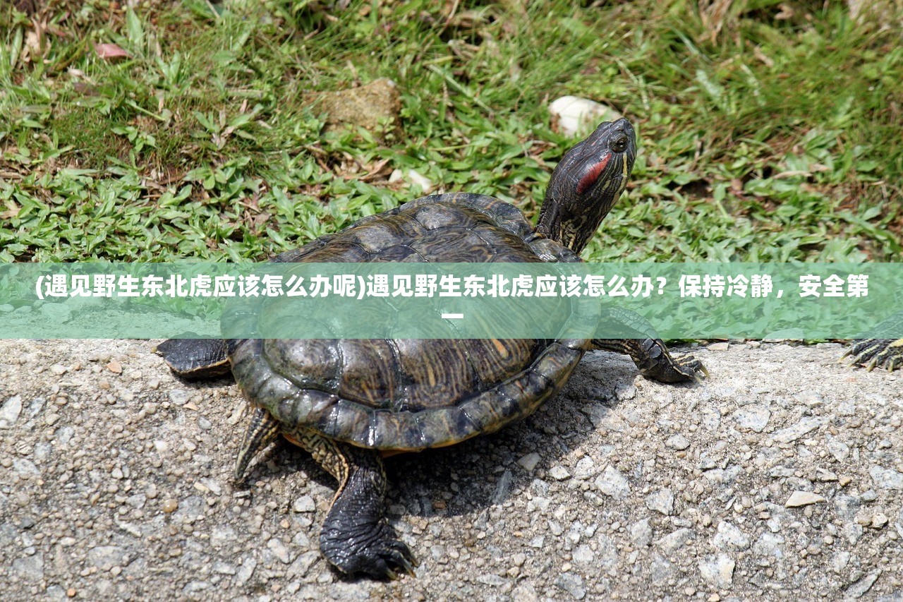 (遇见野生东北虎应该怎么办呢)遇见野生东北虎应该怎么办？保持冷静，安全第一