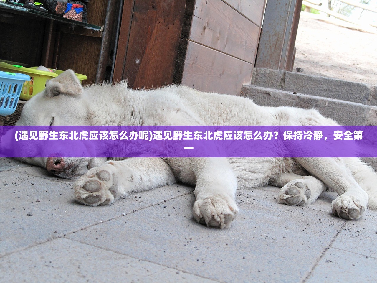 (遇见野生东北虎应该怎么办呢)遇见野生东北虎应该怎么办？保持冷静，安全第一