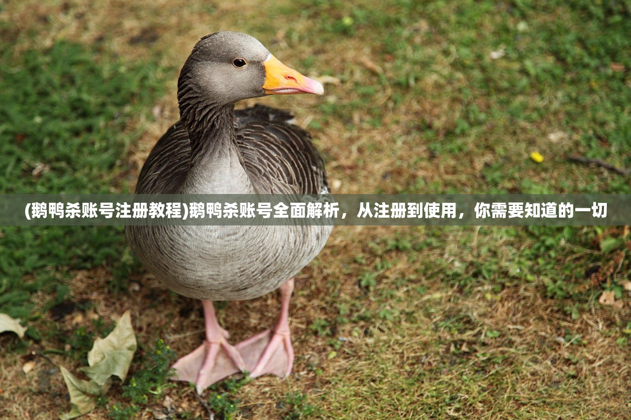 (鹅鸭杀账号注册教程)鹅鸭杀账号全面解析，从注册到使用，你需要知道的一切