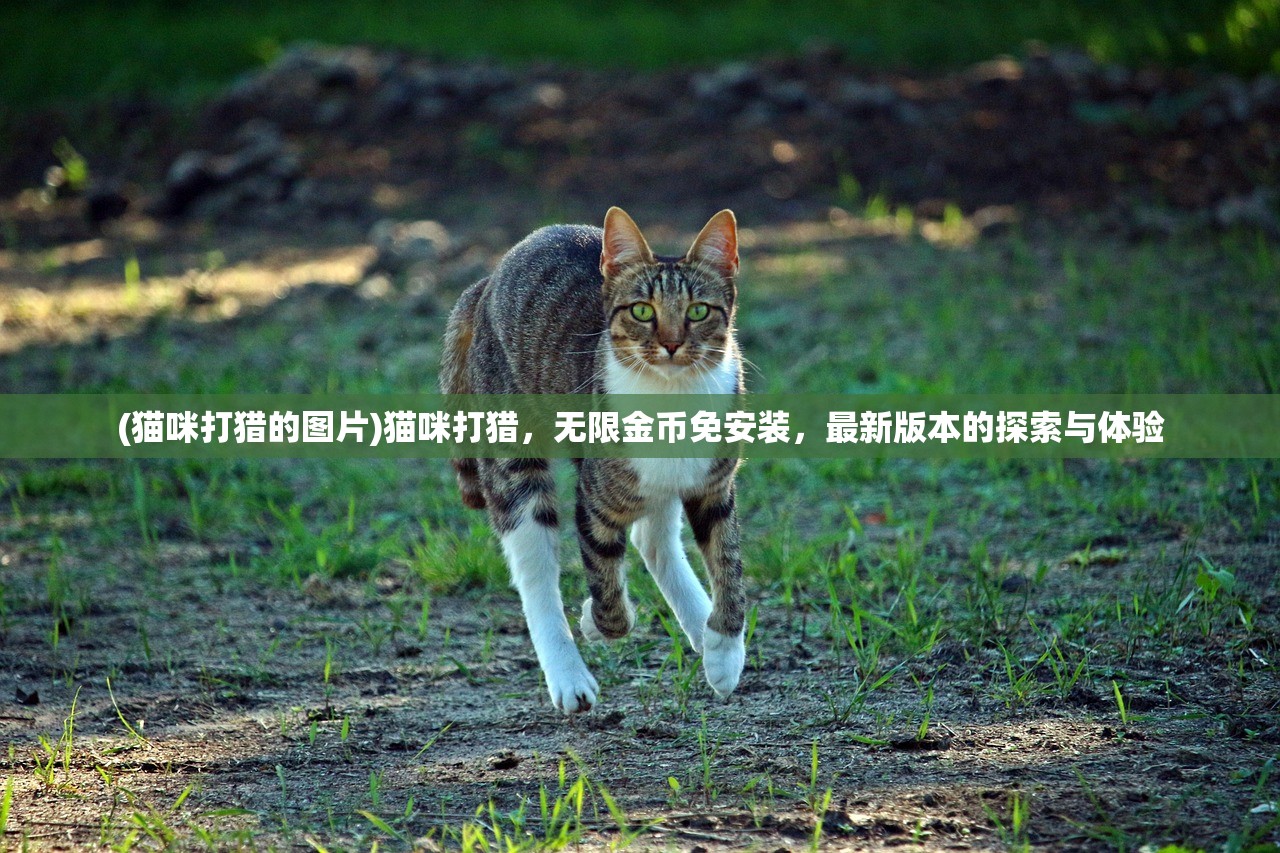 (猫咪打猎的图片)猫咪打猎，无限金币免安装，最新版本的探索与体验