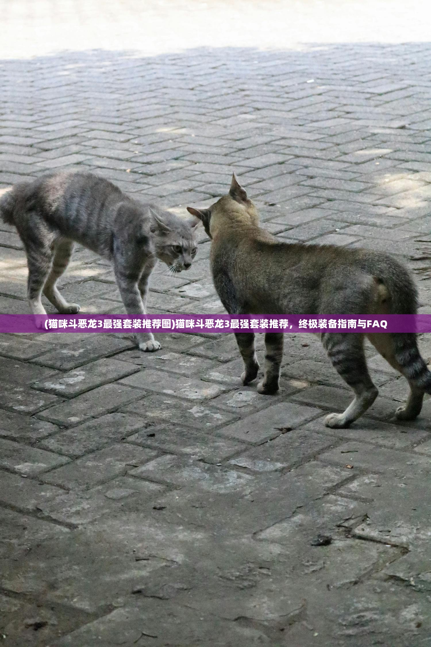 (猫咪斗恶龙3最强套装推荐图)猫咪斗恶龙3最强套装推荐，终极装备指南与FAQ