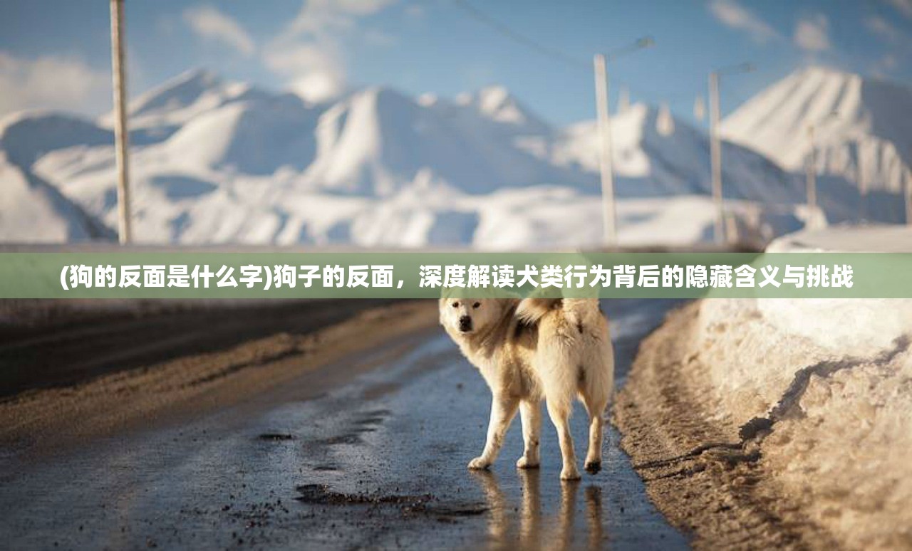 (狗的反面是什么字)狗子的反面，深度解读犬类行为背后的隐藏含义与挑战