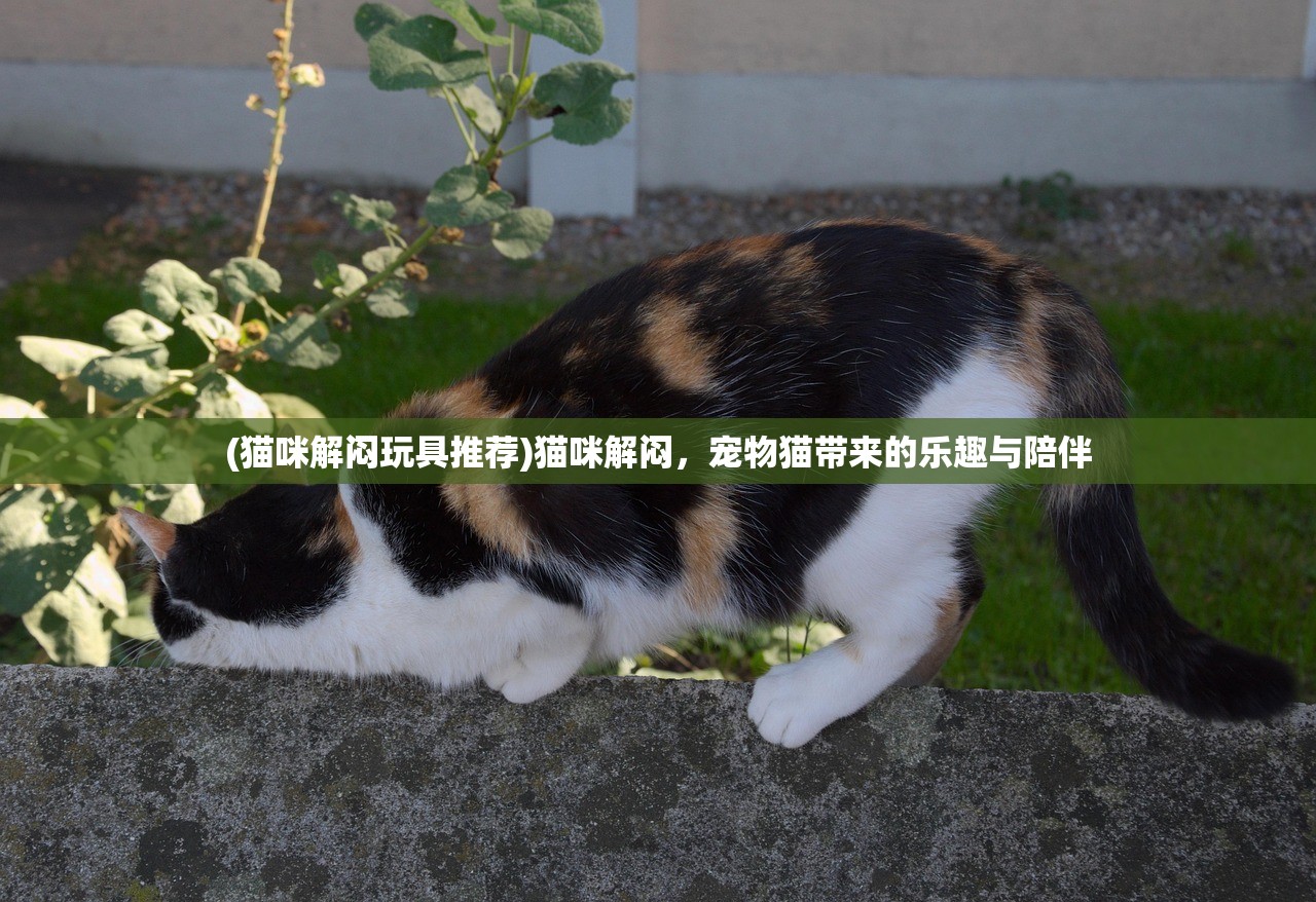 (猫咪解闷玩具推荐)猫咪解闷，宠物猫带来的乐趣与陪伴