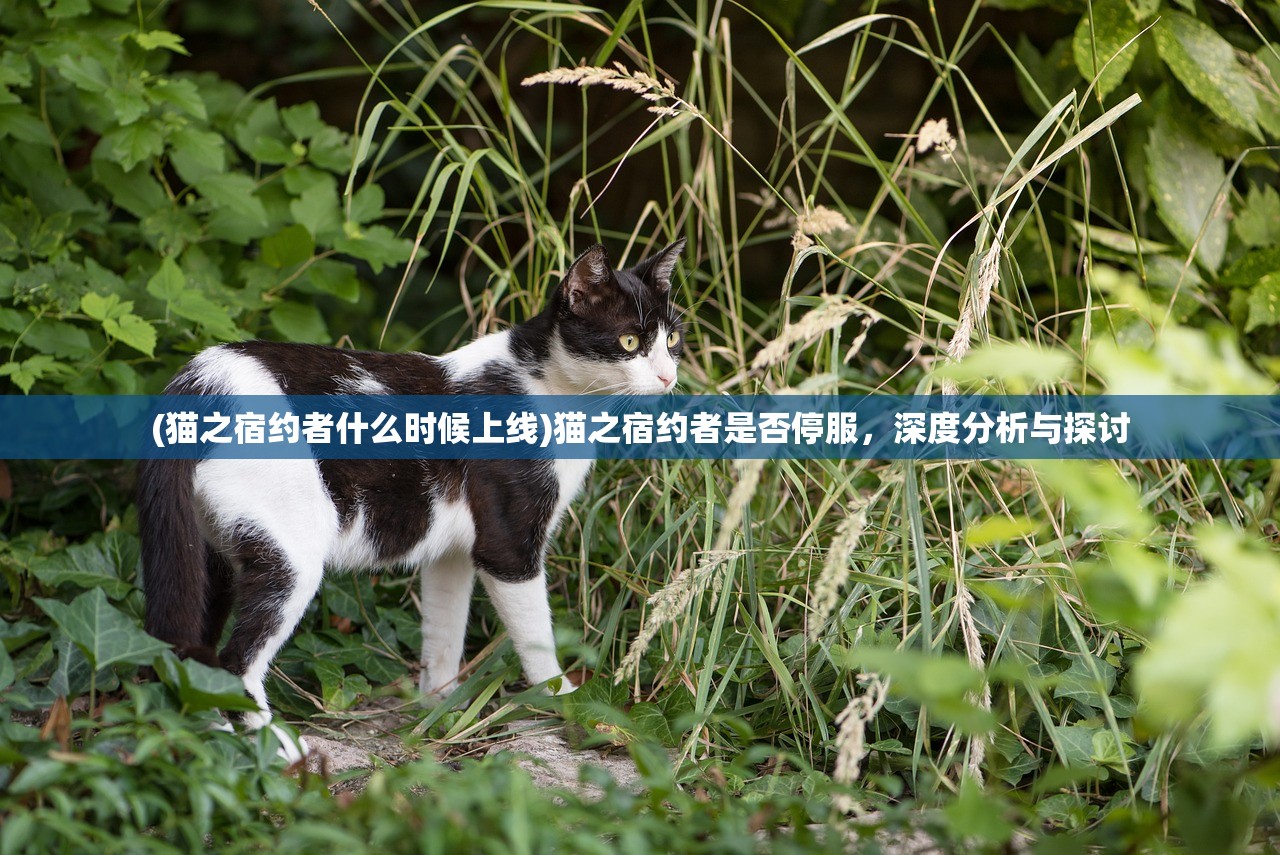 (猫之宿约者什么时候上线)猫之宿约者是否停服，深度分析与探讨