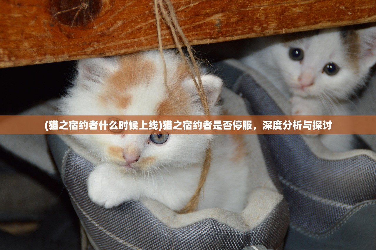 (猫之宿约者什么时候上线)猫之宿约者是否停服，深度分析与探讨