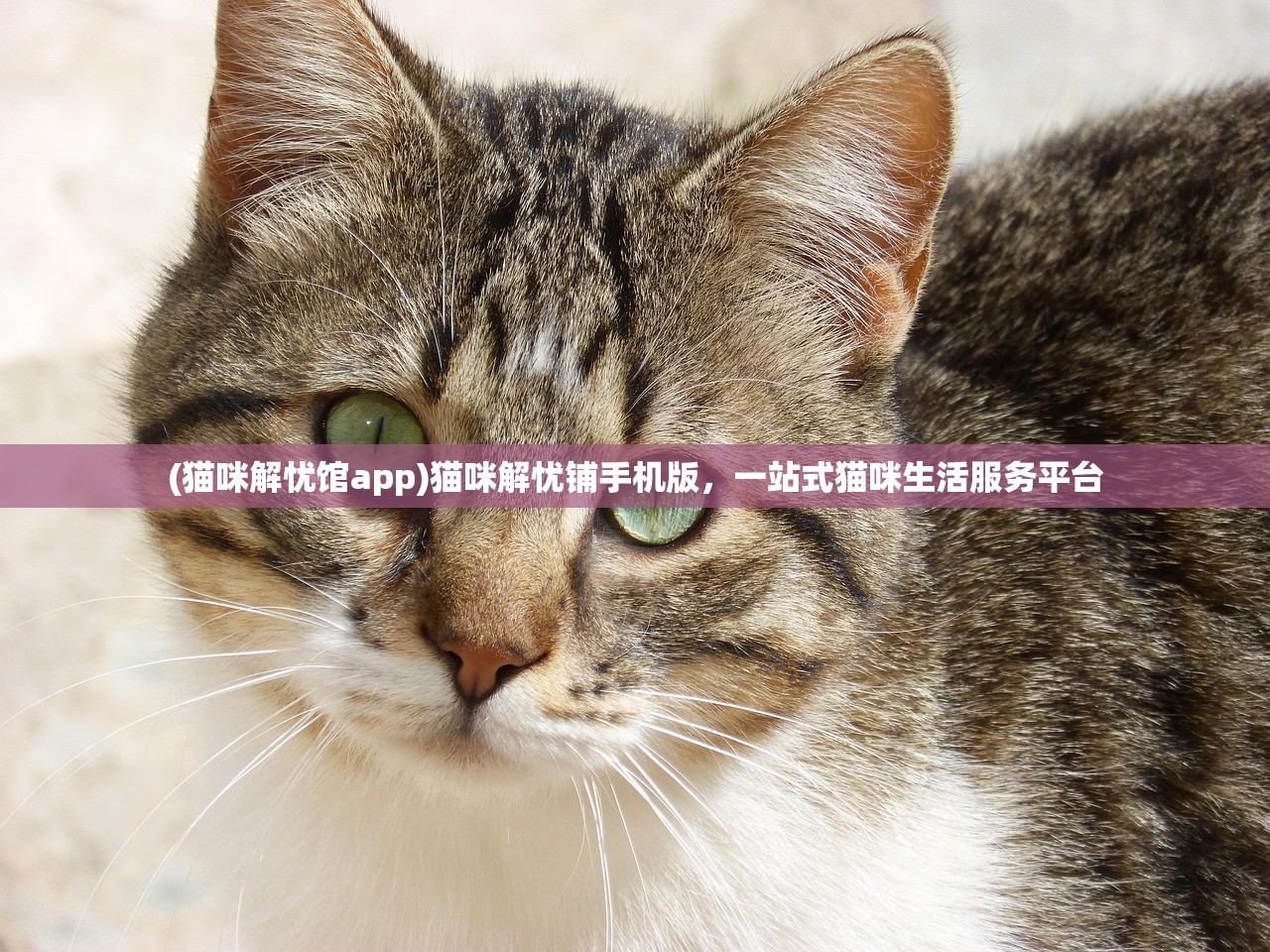 (猫咪解忧馆app)猫咪解忧铺手机版，一站式猫咪生活服务平台