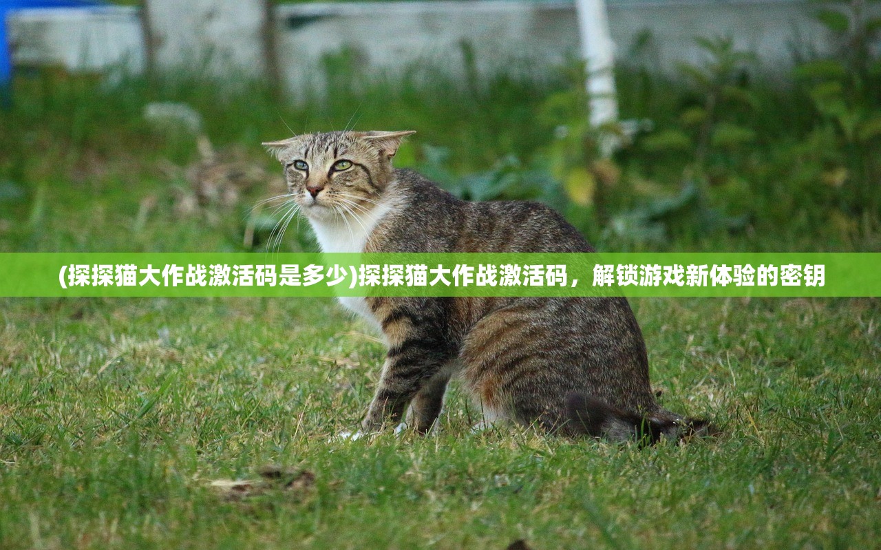 (探探猫大作战激活码是多少)探探猫大作战激活码，解锁游戏新体验的密钥