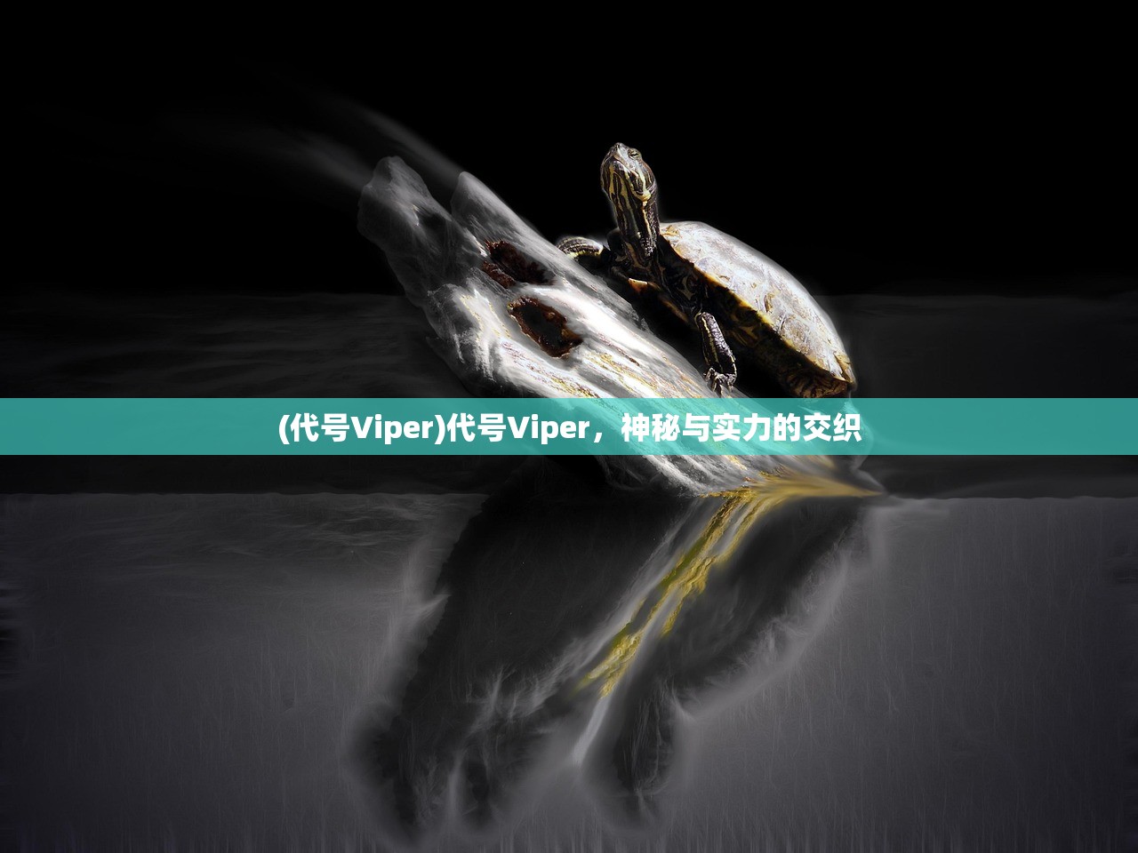 (代号Viper)代号Viper，神秘与实力的交织