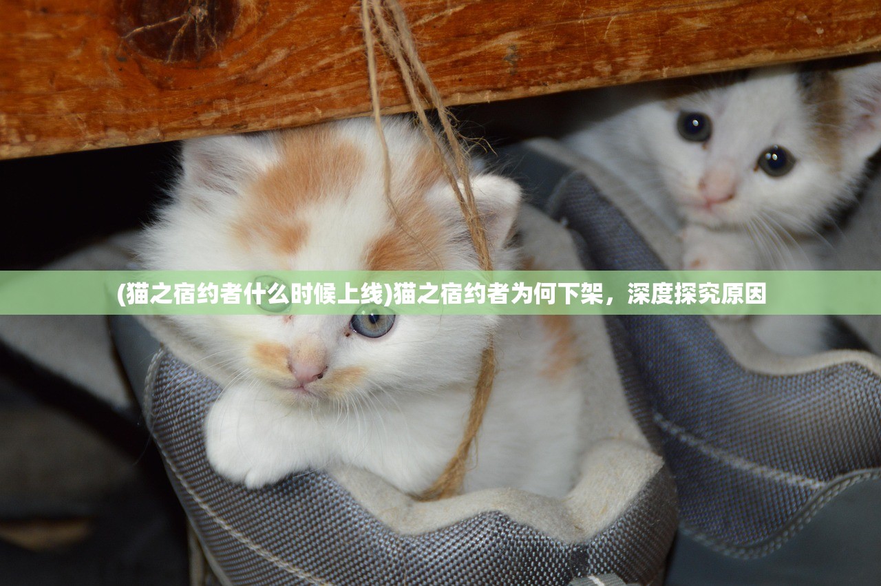 (猫之宿约者什么时候上线)猫之宿约者为何下架，深度探究原因