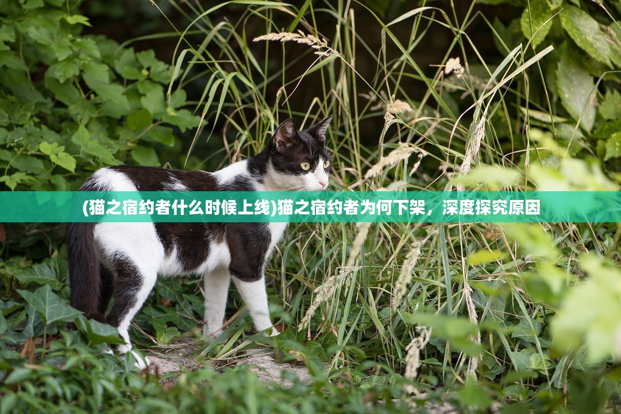 (猫之宿约者什么时候上线)猫之宿约者为何下架，深度探究原因