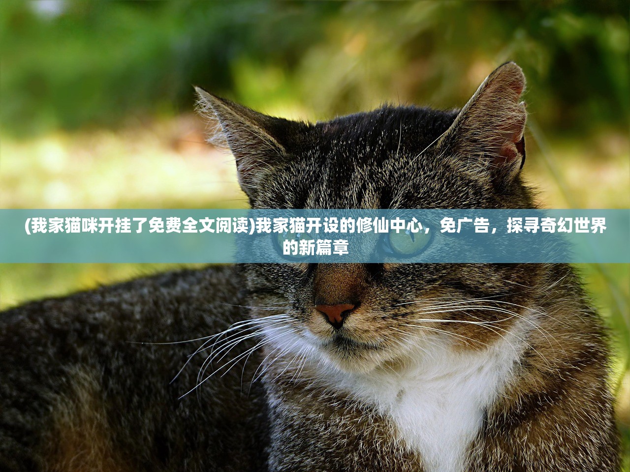 (我家猫咪开挂了免费全文阅读)我家猫开设的修仙中心，免广告，探寻奇幻世界的新篇章